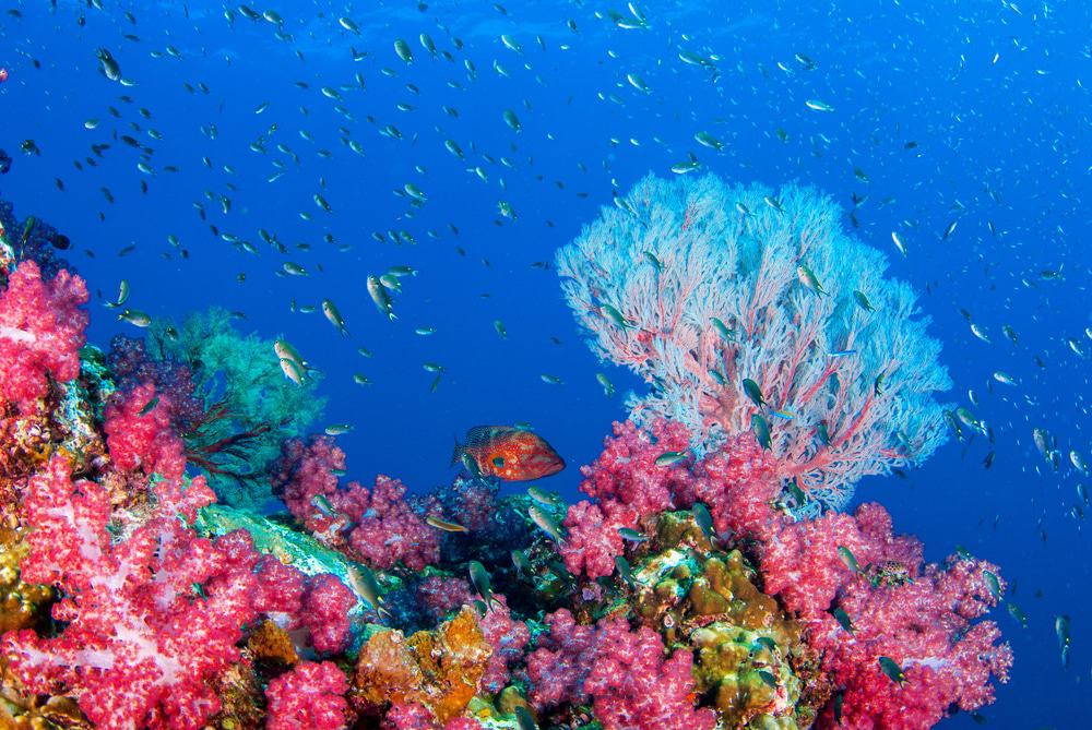 Arrecifes de coral de la isla de Pangkor