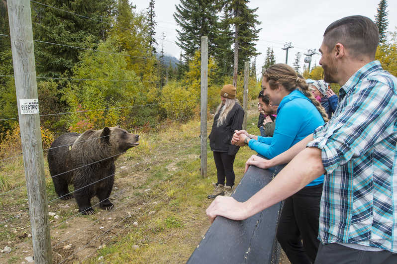 Visita al refugio del oso grizzly