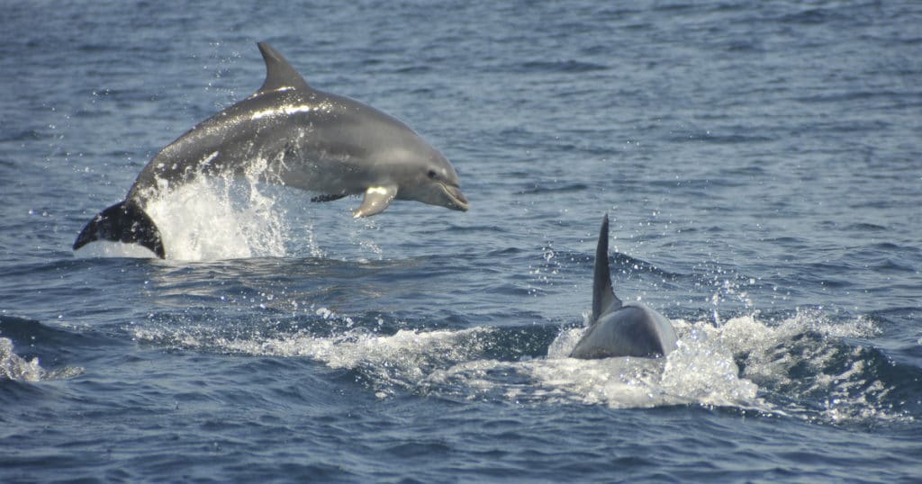 Crucero de medio día por las cuevas de Albufeira y avistamiento de delfines