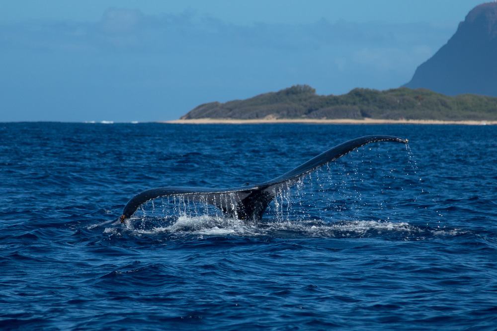 Ballena de Kauai