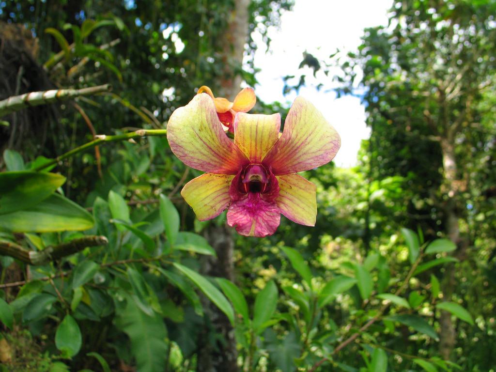 Jardín Botánico de Ubud