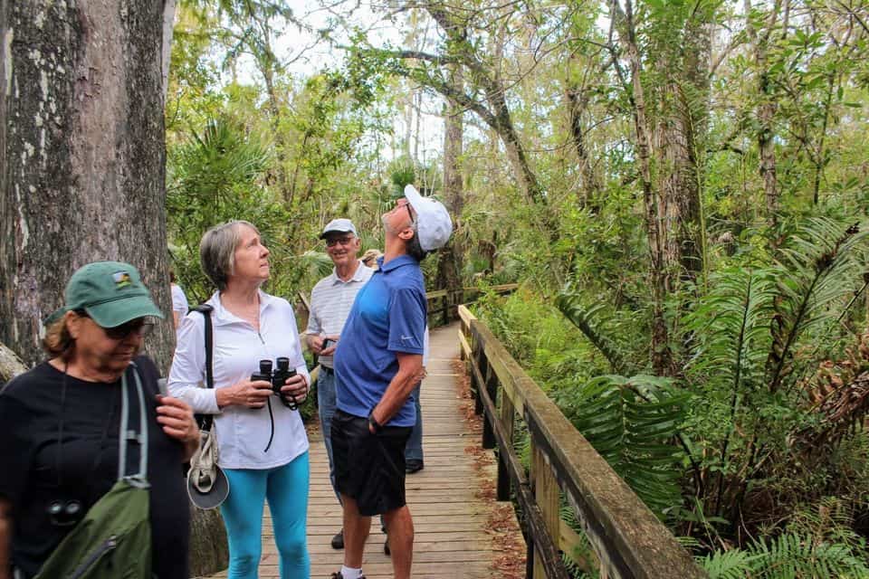 Paseo en hidrodeslizador por los Everglades y paseo por la naturaleza