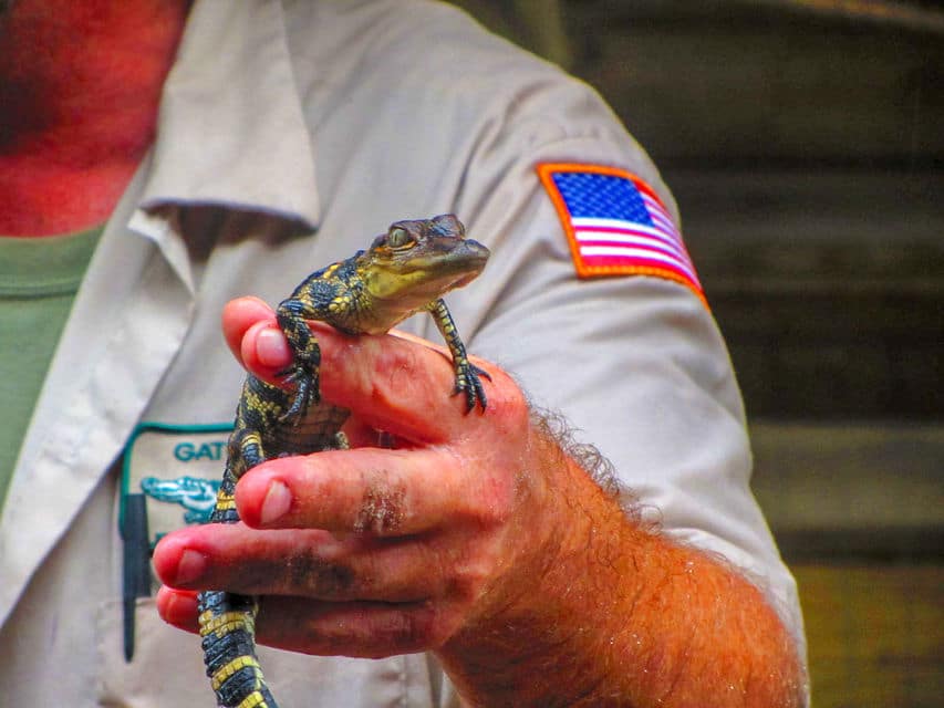 Paseo en hidrodeslizador por los Everglades y espectáculo de vida salvaje