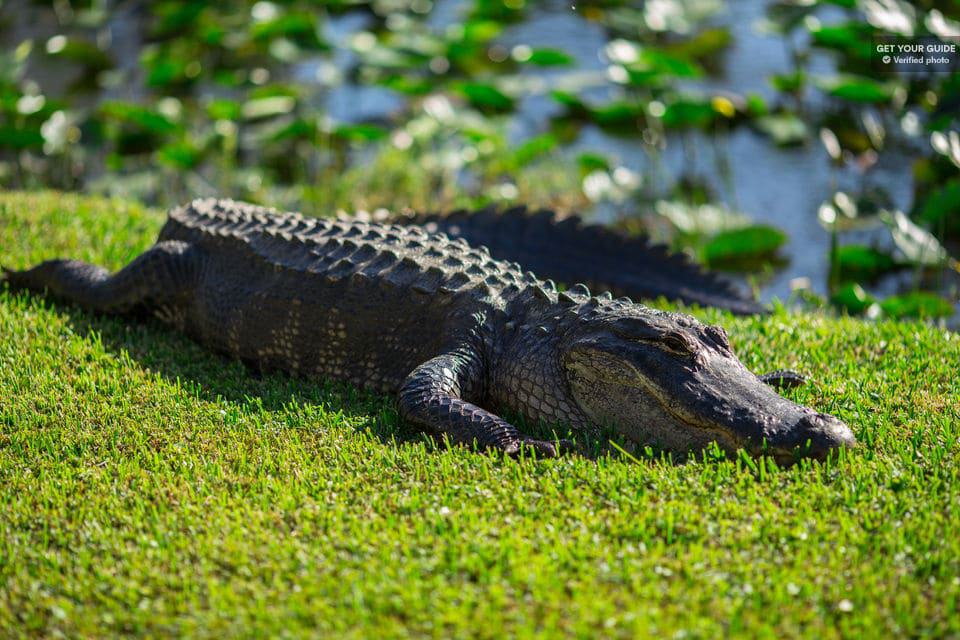 Cocodrilo de los Everglades