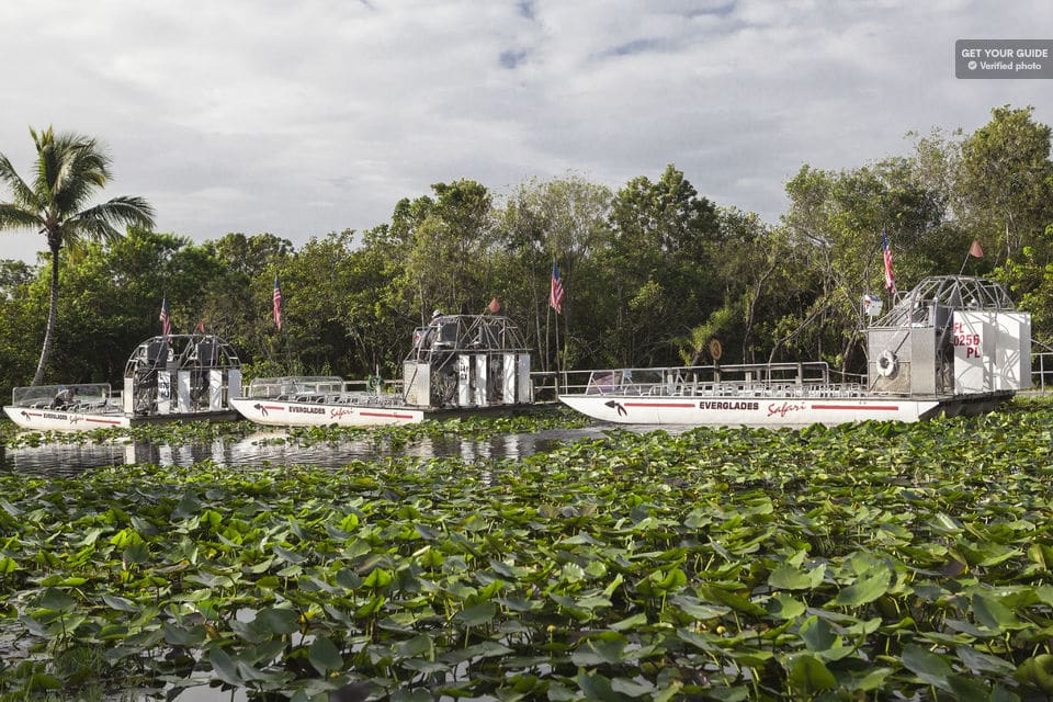 Safari de un día en los Everglades