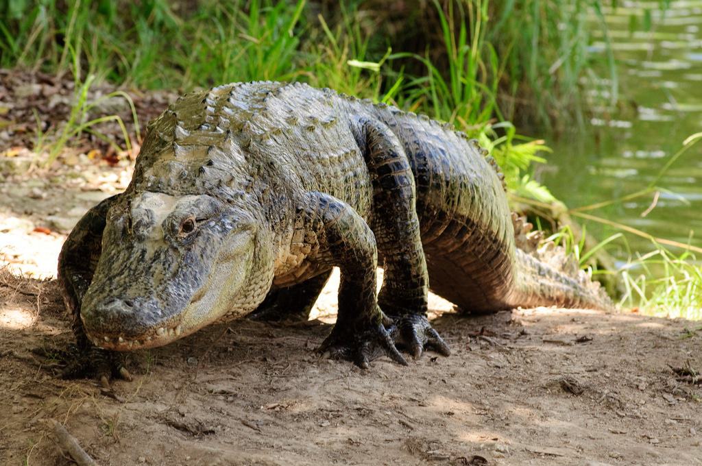 Parque de vacaciones Everglades