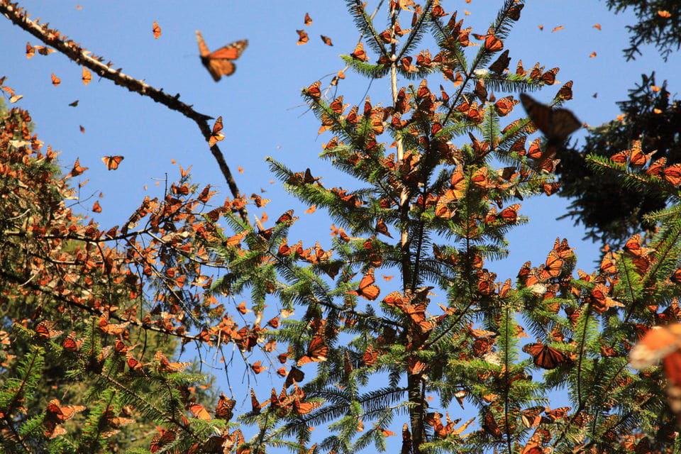 Santuario de la Mariposa Monarca, México