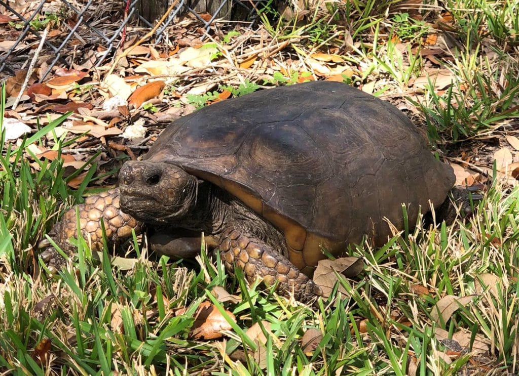 Centro de la naturaleza Okeeheelee