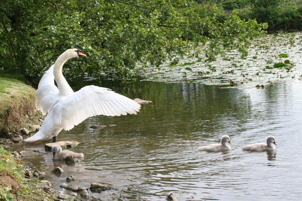 Parque natural Stephenstown Pond