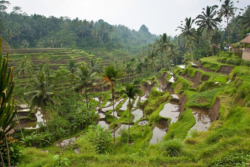 Terrazas de arroz de Tegallalang