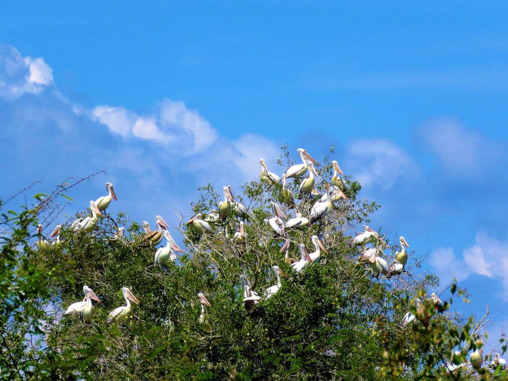 Santuario de Aves Prek Toal