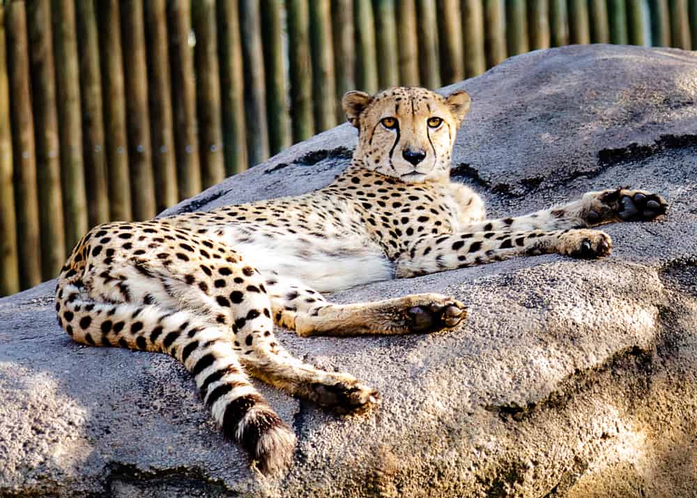 zoológico de houston