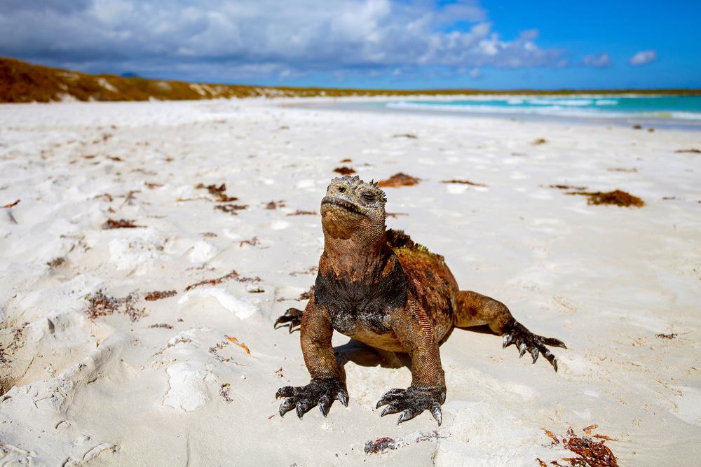 Islas Galápagos