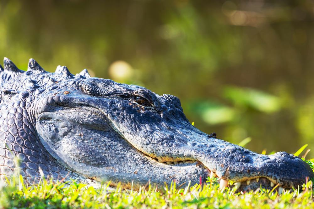 Fauna de los Everglades