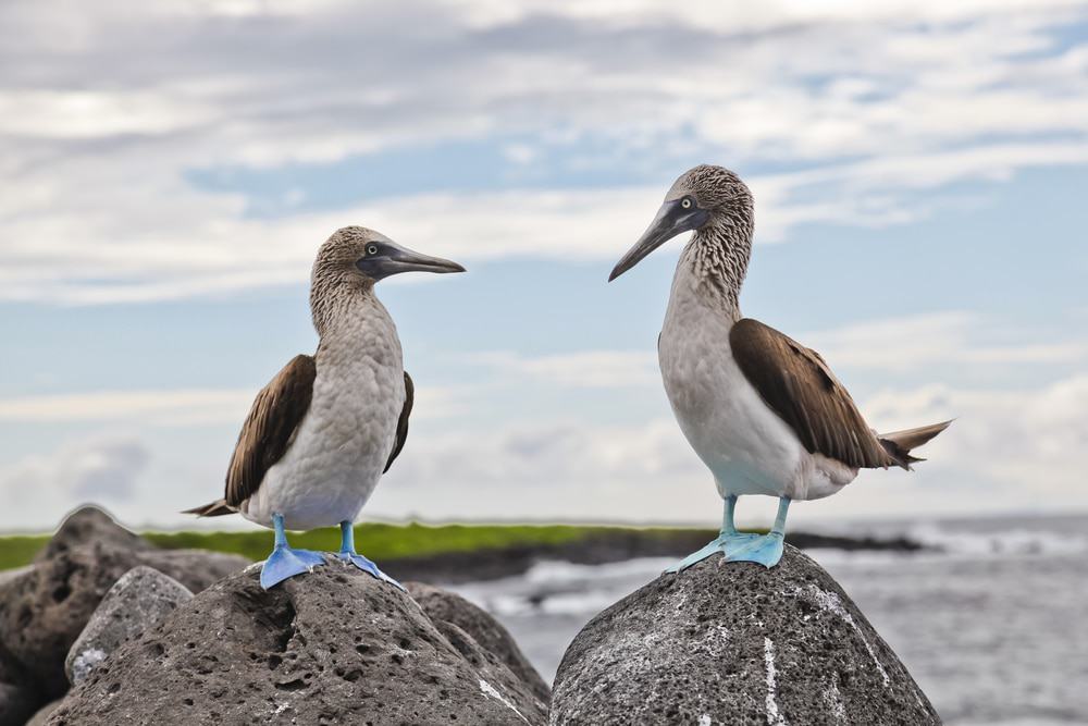 Isla Lobos, Galápagos