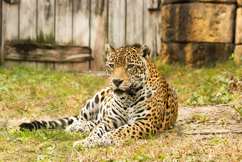 zoológico de miami