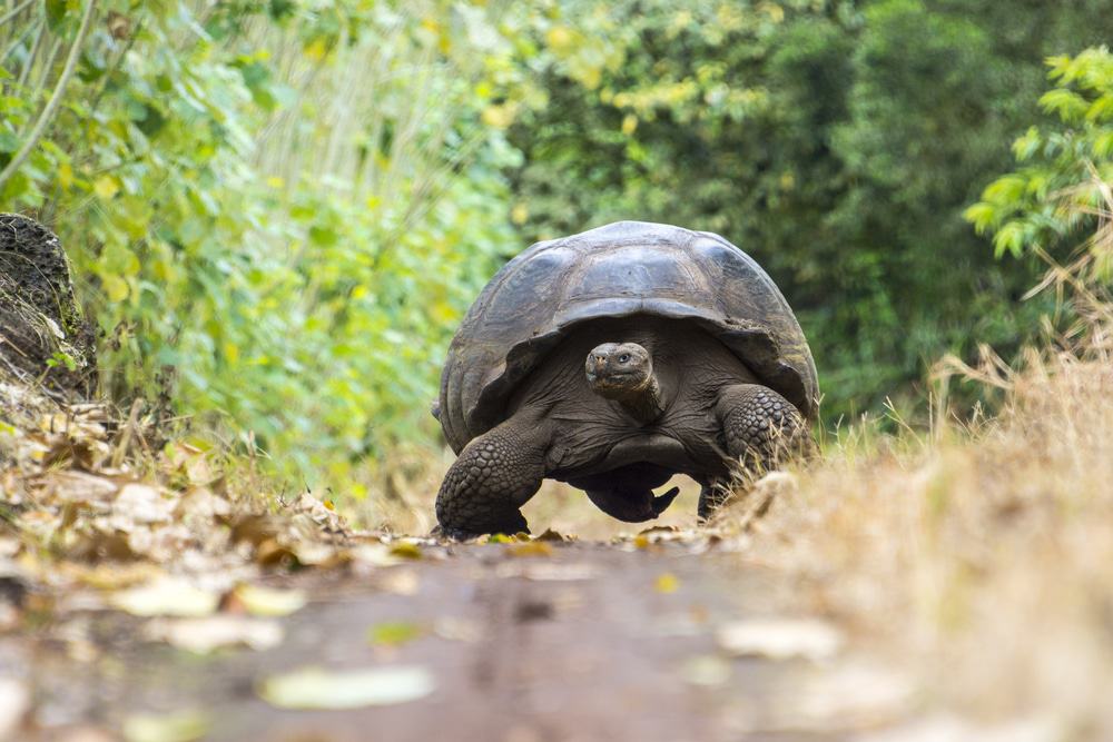 Reserva de tortugas gigantes