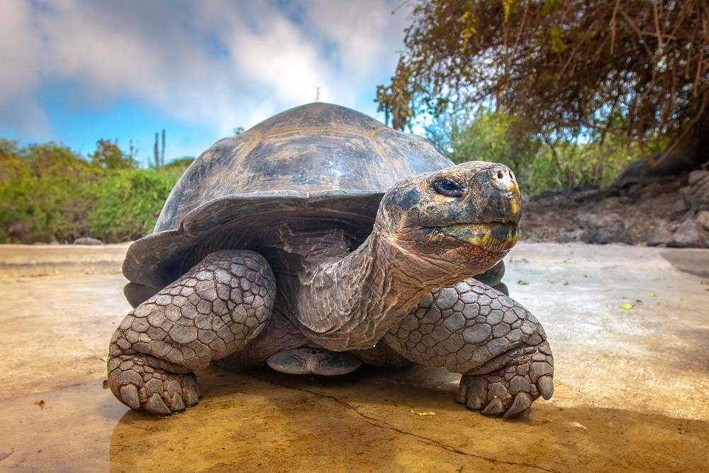 Tortuga grande, Islas Galápagos