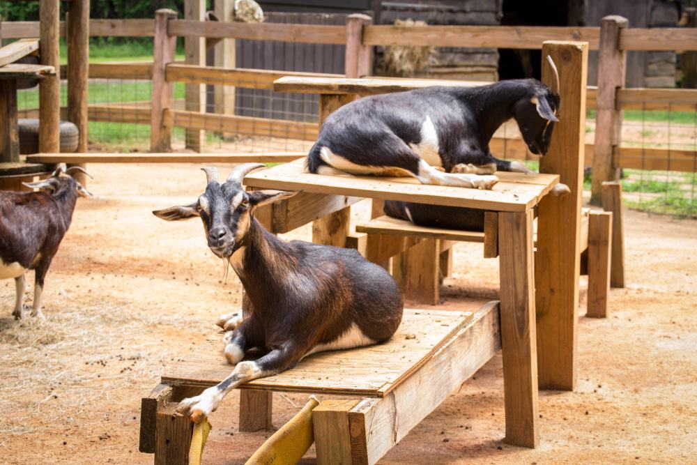 Zoológico en Chehaw Park
